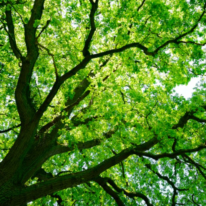 Baumkrone im Sonnenlicht