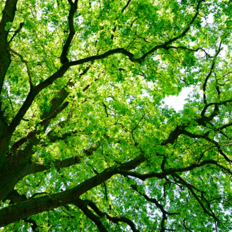 starker partner-branchenerfahrung-baumkrone Baumkrone im Sonnenlicht