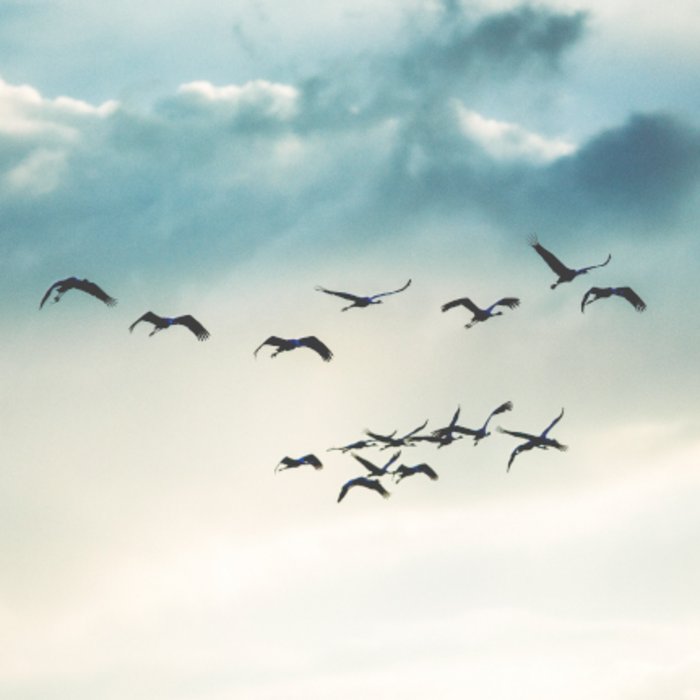 Schwarm von Zugvögeln am Himmel