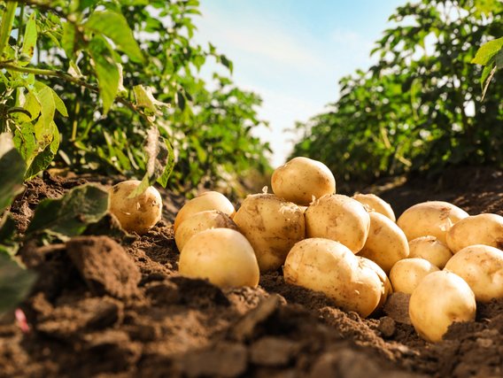 Frische Kartoffeln auf einem Feld