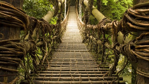 Suspension bridge in a green jungle